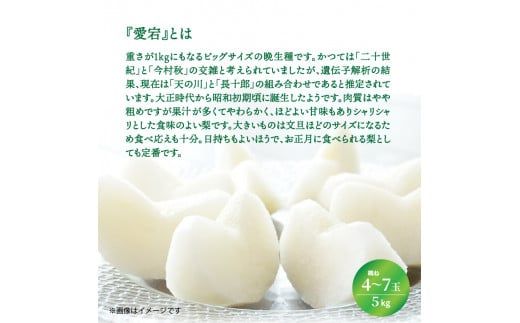 【先行予約】令和8年発送 /辰口農園の橋上梨約5kg(品種:愛宕)_1303R