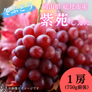 冬ぶどう「紫苑」岡山県総社市産【2024年産先行予約】24-016-001