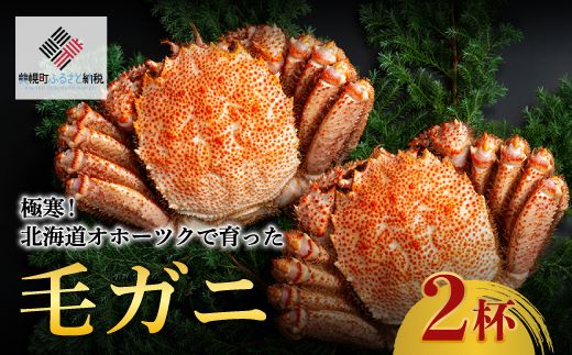 ＜限定＞極寒！北海道オホーツクで育った ”毛ガニ” 2杯 BHRI032