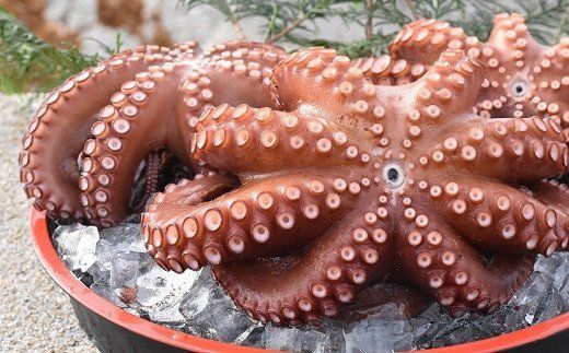 C4-12 船上活締め！！ゆで真ダコ丸ごと（1～4匹）