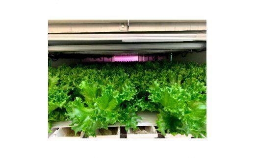 埼玉県春日部市豊野町産　植物工場野菜 セットA（AH001-1）