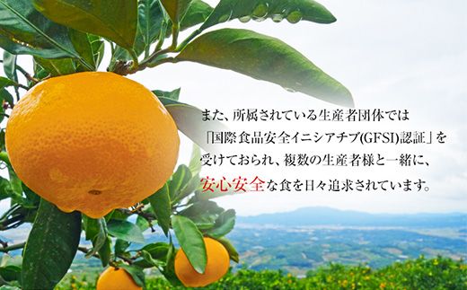 『菅本果実園』のみかん★約5kg(2S-Lサイズ)  フルーツ 秋 旬【日付指定不可】 ★熊本県玉名郡玉東町 全国にファン多数！エコファーマー菅本さんのみかん♪『菅本果実園』《11月中旬-12月末頃出荷》---sg_sugamikan_bc11_25_12000_5kg---