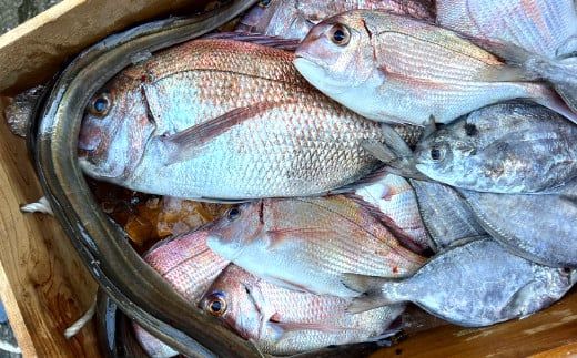 669.漁師の鮮魚箱（約2kg）(A669-1)