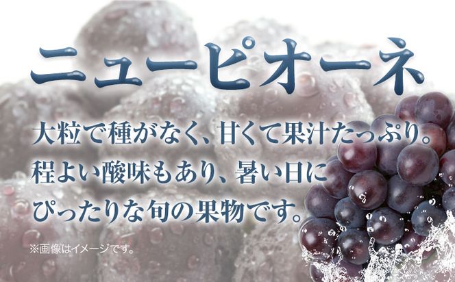 【先行予約】 岡山県産 つる付きニューピオーネ 3房 580g以上 露地栽培 葡萄 果物 厳選出荷 スイーツ フルーツ デザート 岡山県矢掛町《9月上旬-10月下旬頃出荷》 種なしぶどう 【配送不可地域あり】---osy_chbf22_ak9_26_25500_3---