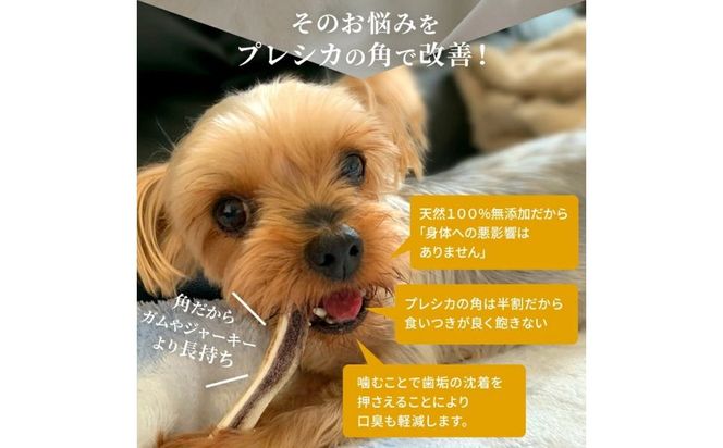 鹿の角 犬のおもちゃ ペット用 Mサイズ ( ペット おもちゃ 鹿 角 )【079-0003】