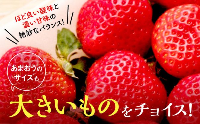 【全3回定期便】【2025年2月〜お届け】農家直送 朝どり新鮮いちご【博多あまおう】約270g×4パック《築上町》【株式会社H&Futures】[ABDG006]