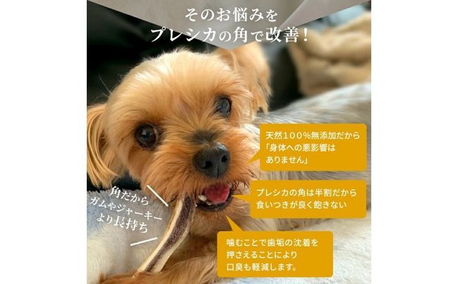 鹿の角 8本セット ♭ 鹿の角 8本セット 全長30cm〜53cm 鹿角 まとめて - メルカリ