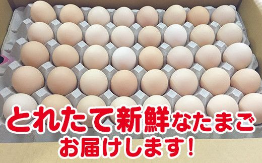 【半年間6回 定期便】ひまわりたまご紅白セット 月１回（全６回）半年セット ※破卵補償 卵 鶏卵 玉子 大容量