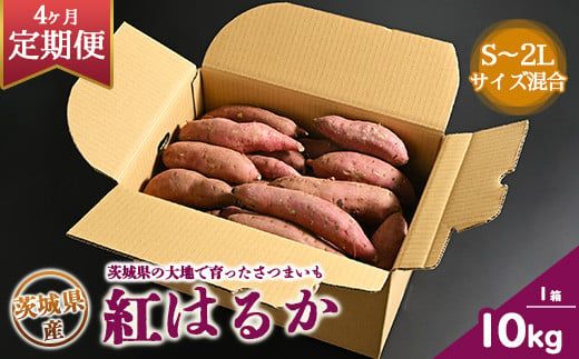 はるか 　Lサイズ　箱込み 約10kg　皮キズ×2箱 5c160cf02d4082d8cab8a68547b493