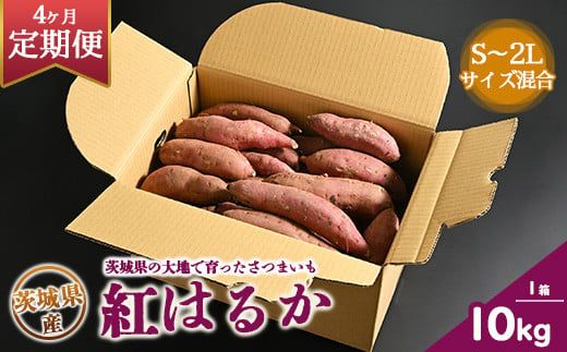 【定期便4ヶ月】生芋　10kg　S～2Lサイズ混合　1箱 いも長 | さつまいも いも 生いも 紅はるか 国産 ※着日指定不可 ※離島への配送不可