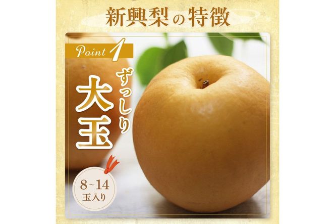 【先行予約／数量限定150】京丹後産 新興梨 5kg（8～14玉入り）（2026年10月中旬～発送）　JA00080