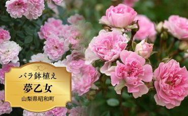バラ鉢植え「夢乙女」 SWBD006