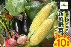 農家からお届け 新鮮野菜セット [桑高農園 静岡県 吉田町 22424127] 野菜 やさい 新鮮 旬 セット 10種類