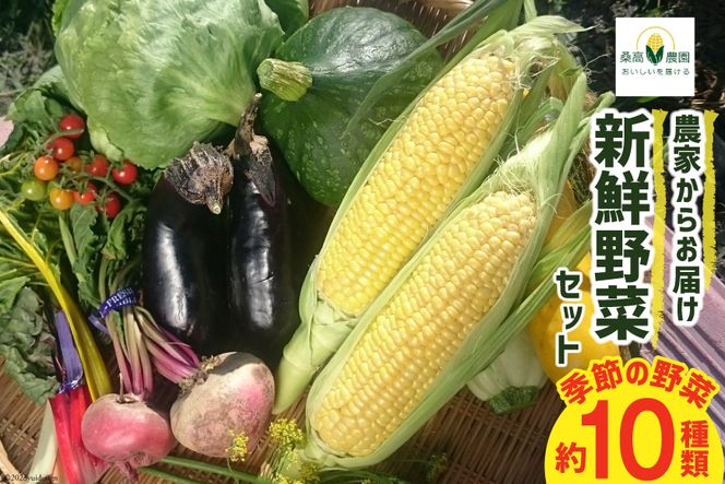 【期間限定発送】野菜 10種類 セット [桑高農園 静岡県 吉田町 22424127] 野菜 やさい 新鮮 旬 季節の野菜 セット 10種 美味しい