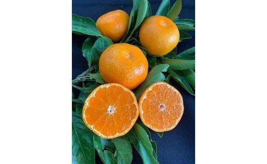 有田みかん秀優品　5kg　混合（2S～L）サイズ CC47