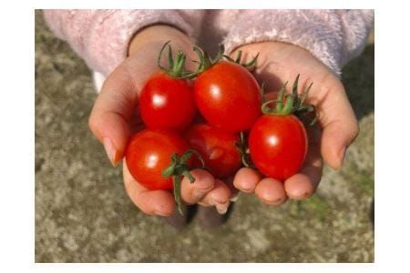 y@szy2026Nn tX^[g!z܂Ńt[cIuMAXv~jg}gACR(1kg)yƂ܂Ƃ̂܂z_HA0375