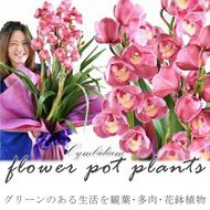 158-1043-066　グリーンのある生活を観葉･多肉･花鉢植物（12か月定期便）