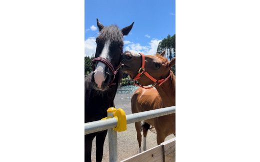 体験乗馬 1回 (20分) 乗馬体験 馬 東海 岐阜県 