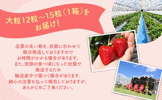 深紅のいちご 『ロイヤルクイーン』 大粒 12粒～15粒×1箱 先行予約 希少価値の高いイチゴの女王！ 深紅のスイートベリー 58ロハスファーム ※2026年1月中旬～5月中旬頃に順次発送予定