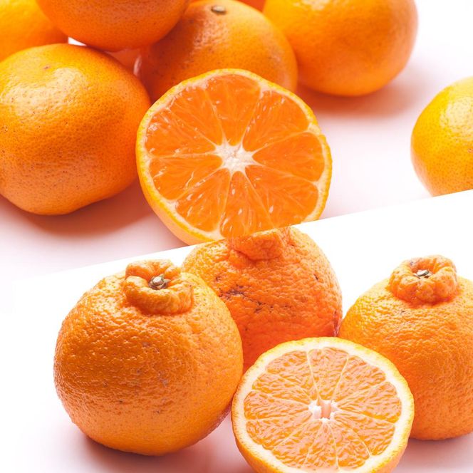 【 2・4・10・12月 全4回 】 柑橘定期便B【IKE6】BB90147