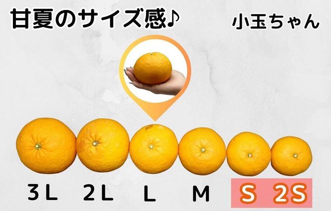 甘夏 小玉ちゃん 箱込 10kg (内容量約9.2kg) 秀品 優品 混合 Sサイズ以下 産地直送【みかんの会】 AX261