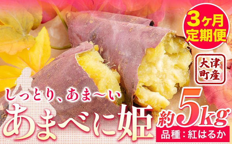 3ヶ月定期便 熊本県 大津町産 あまべに姫 (紅はるか) 約5kg ガブレス[12月から出荷開始]さつまいも 芋 紫芋 高糖度---so_gbab_r7_24000_5kg_dec3---