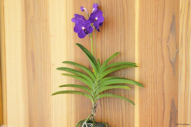 AG051希少な花 心躍る「華やかな恋」の予感 翡翠蘭(バンダ) 1 AG051希少な花 心躍る「華やかな恋」の予感 翡翠蘭(バンダ) 1
