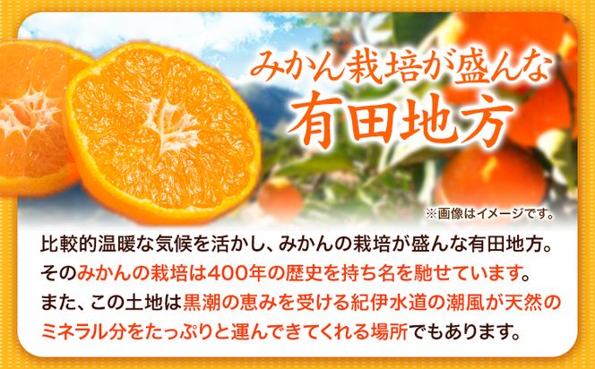 【先行予約】みかん 高級ブランド 田村みかん 5kg 株式会社魚鶴商店《11月下旬-2月上旬頃出荷(土日祝除く)》和歌山県 日高町 柑橘 フルーツ くだもの 果物---wsh_uot92_11g2j_25_17000_5kg---