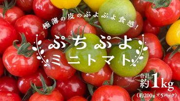 プチぷよ ミニトマト 合計 約1kg （約200g × 5パック） トマト ミニトマト プチぷよ 新鮮 美味しい 野菜 [J008-NT]
