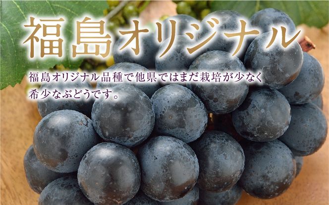 【先行予約】＼あづましずく 約1kg／ 高級 種無し 種なし 皮ごと 巨峰 ぶどう 品種 果物 フルーツ シャインマスカット ナガノパープル 人気 ランキング 贈答 ギフト 訳あり 納税 福島 ふくしま 田村市 たむら 鈴木農園 でんじろうさん
