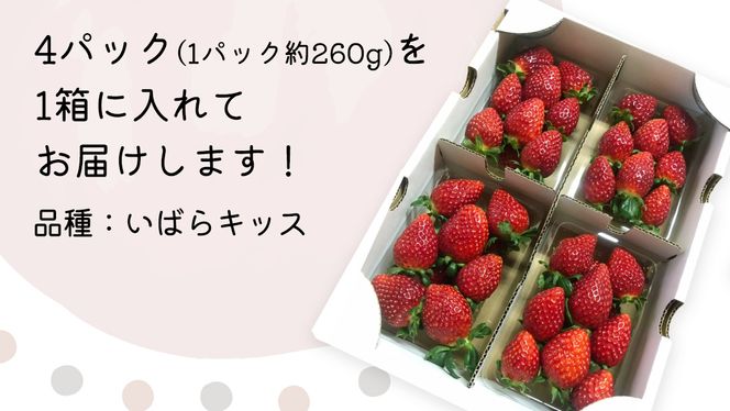 【 先行予約 】 茨城県品種 いばら キッス ( 4パック×1箱 )【 2025年1月から発送開始 】 ( 茨城県共通返礼品 : 常陸太田市 ) 約 260g × 4 パック いばらキッス いばらきっす いちご 数量限定 果物 くだもの フルーツ 苺 イチゴ 期間限定 [ES001us]