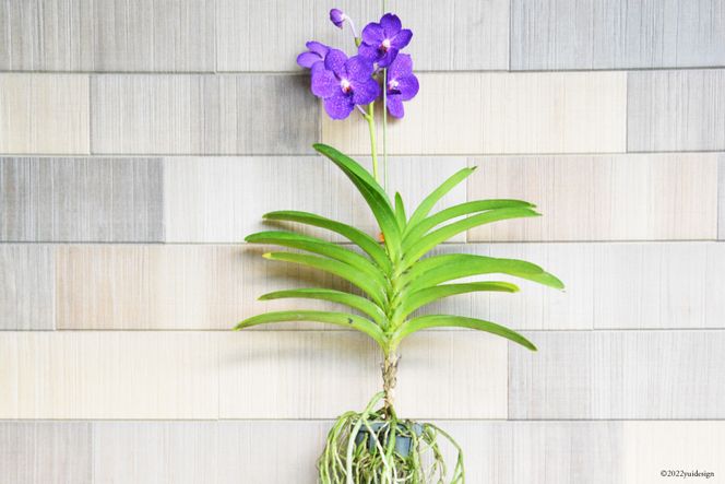 「新品」最もお得 匠人の手作り 工場直接仕入れ 5月齢花花パンダ 新品」最もお得 匠人の手作り 工場直接仕入れ 5月齢花花パンダ