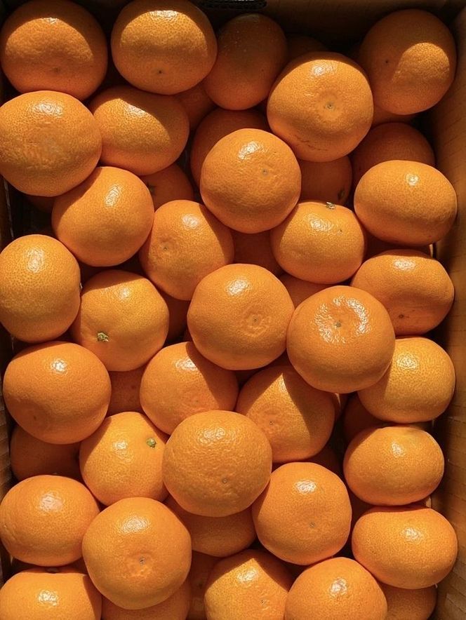 ［ご家庭用・サイズＭ］和歌山有田産！早生みかん≪5kg≫［予約販売］［数量限定］まる隆果樹園 CS020