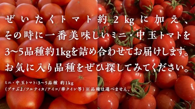 野口農園 ！ ぜいたく トマト ＆ ミニトマト ＆ 中玉 セット （合計 約 3 kg ） トマト ミニトマト プチぷよ フルティカ アイコ 華クイン 新鮮 美味しい 野菜 [J005-NT]