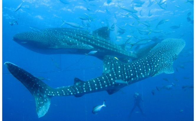 「みんなで育てるジンベエザメ」育成寄付