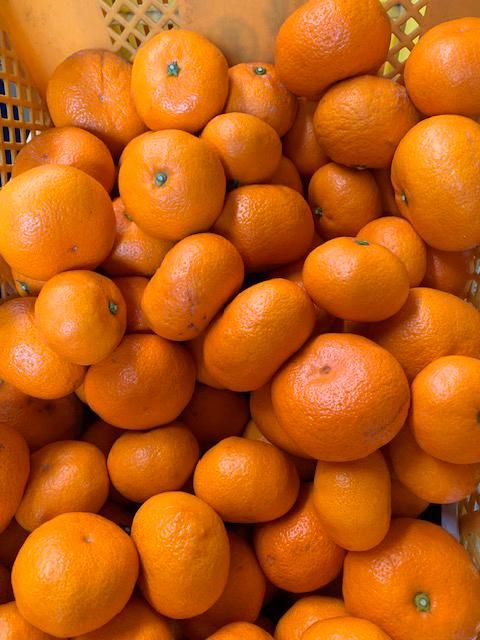 越冬本貯蔵 丹生系みかん（にゅうけい） 約5kg  秀品 2L～3L ［高糖系］［マルシ農園］ CC57