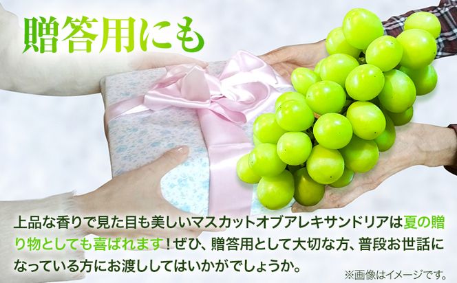 岡山県産マスカット（マスカット オブ アレキサンドリア　1房750g以上）令和7年産先行受付《7月上旬‐8月中旬頃出荷》【配送不可地域あり】---H-27a---