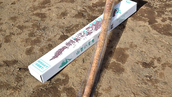 ASIAGAP認証農場 の 自然薯 1.5kg 茨城県 筑西市産 じねんじょ 山芋 芋 イモ いも とろろ 山菜 ASIAGAP [DD002ci]