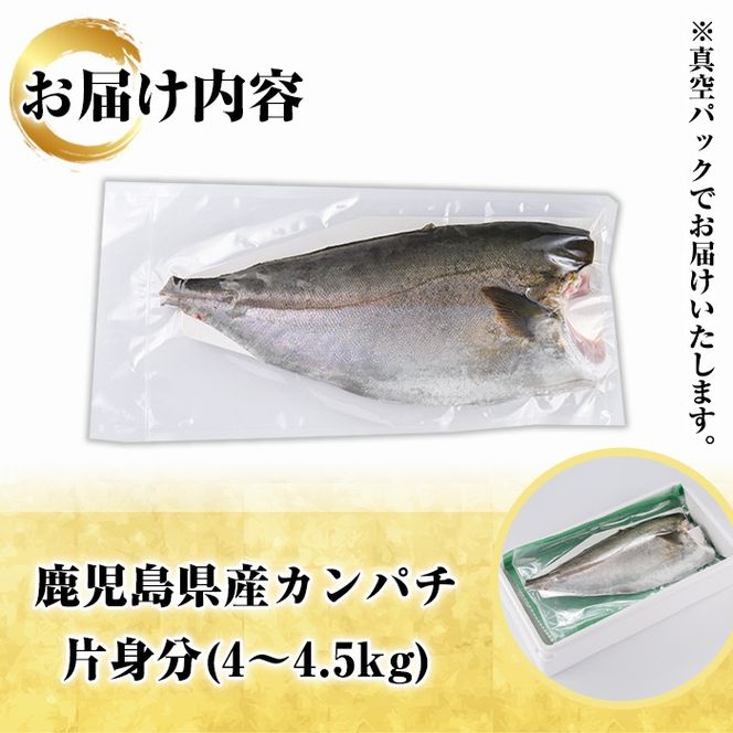 鮮度抜群！鹿児島県産カンパチ(片身分・4～4.5kg) 国産 刺身 鹿児島産 魚貝 魚介 海産物 刺身 かんぱち カンパチ 焼き魚 煮つけ【さるがく水産】a-40-11