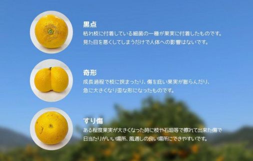 八朔 訳あり それでも 有田の八朔  (はっさく) 箱込 10kg (内容量約 9.2kg) サイズミックス B品 和歌山県産  産地直送［おまけ付き］［みかんの会］ AX240