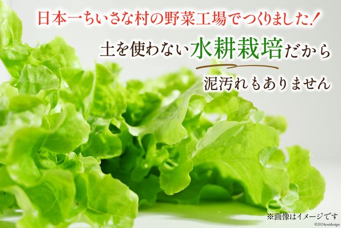 富山のおいしい水で生産した安心野菜（12袋）[北陸機材 富山県 舟橋村 57050150] 野菜 野菜セット フラワーリーフ フリルレタス マルチレタス 水耕栽培