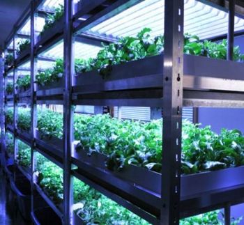 BB002　アイスプラント進化形 シャインリーフ（100g入り×10パック）