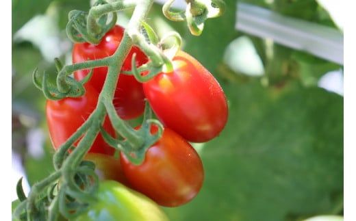 【2026年1月より発送】【ミニトマト約25個分をぎゅっと詰め込んだ】和ちゃん農園のトマトジュース(180ml×8本)【0tsuchi00401】