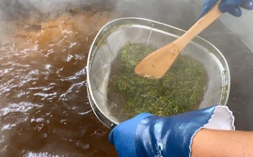 ＜春採りアカモク　5セット＞北海道 道南 乙部町産 日本海 海藻 ギバサ 栄養 レシピ レシピ付 スーパーフード 効能