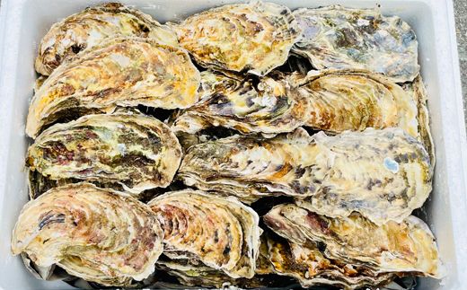 ＼先行予約／北海道 仙鳳趾名産 牡蠣 100g～149g×35コ かき漁師直送 K5-2＜出荷期間：2026年6月1日～11月末＞＜センポウシ : 釧路町の東 厚岸湾の西 カキの名産地＞ | せんぽうし 牡蠣 生食用 殻付き 牡蠣 絶品 産地直送 北海道 釧路町 釧路超 特産品　121-1267-28