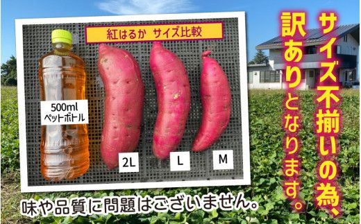 【先行予約】 サツマイモ（紅はるか）サイズ不揃いの訳あり（M～2L）約6kg ※10月下旬から順次発送予定