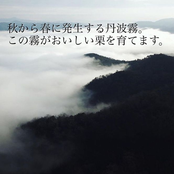 京都亀岡産 丹波くり 大粒 2L～3Lサイズ 1.2kg◇【期間限定 数量限定】《栗 くり 丹波栗》 ※北海道・沖縄・離島への配送不可 ※2024年9月中旬頃より順次発送予定