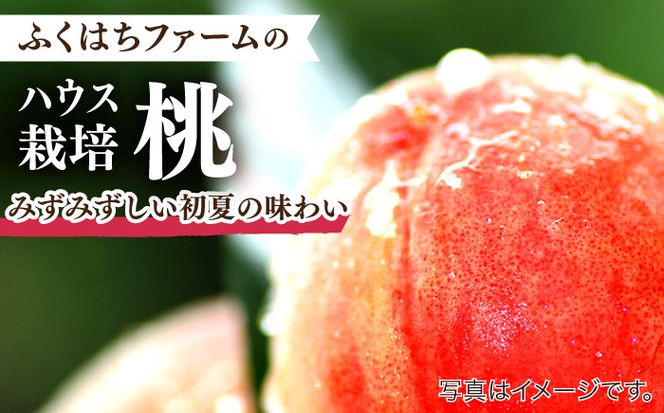 【2026年5月下旬～発送】【南島原の特別栽培】ハウス桃【約2.5kg】化粧箱 / 桃 もも モモ ピーチ 2.5kg デザート 旬 フルーツ 柔らかい 果物 / 南島原市 / ふくはちファーム [SBS006]