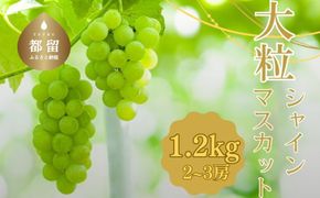 【2025年 先行予約】山梨県産　シャインマスカット 1.2kg (２房～3房)　FB003