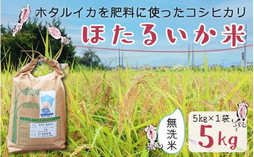 【訳あり】ほたるいか米（無洗米５kg）【通年発送】